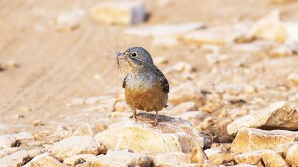 Cretzschmar`s Bunting