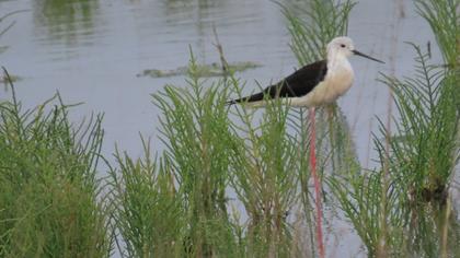 Black-winged Stilt