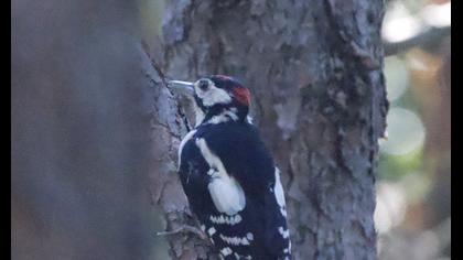 Great Spotted Woodpecker