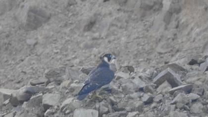 Peregrine Falcon