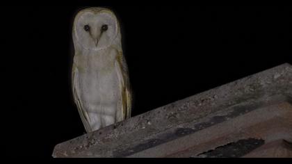 Western Barn Owl