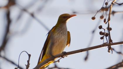 Eurasian Golden Oriole