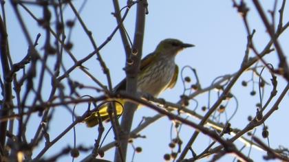 Eurasian Golden Oriole