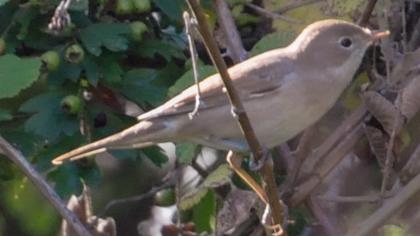 Common Whitethroat