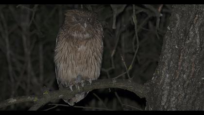 Brown Fish Owl