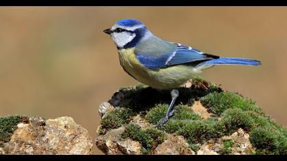 Eurasian Blue Tit