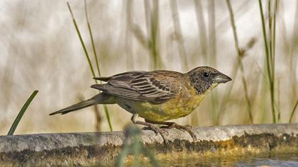 Black-headed Bunting