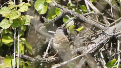 Spectacled Warbler