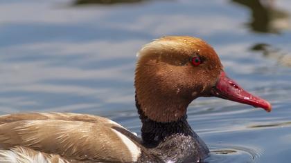 Red-crested Pochard