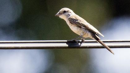 Red-backed Shrike