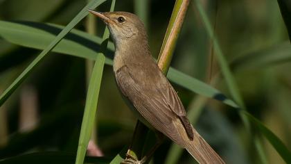 Savi`s Warbler