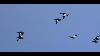Red-breasted Merganser