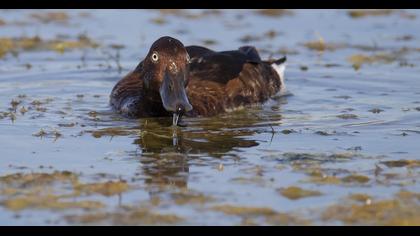 Ferruginous Duck
