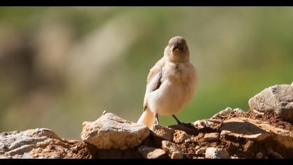 White-winged Snowfinch