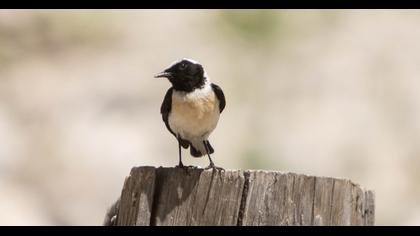 Black-eared Wheatear