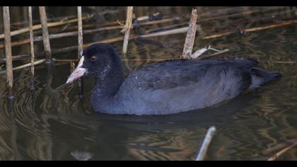 Eurasian Coot
