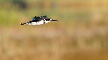 Pied Kingfisher