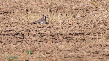 Red-wattled Lapwing