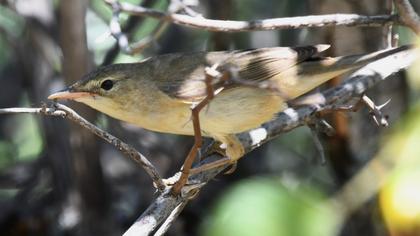 Marsh Warbler