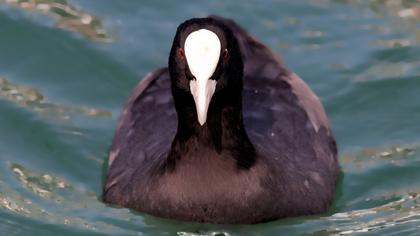 Eurasian Coot