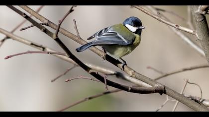 Great Tit