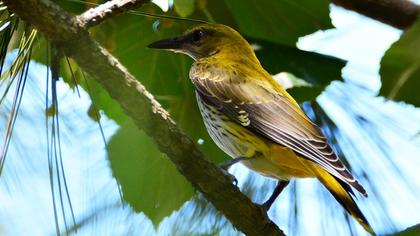 Eurasian Golden Oriole