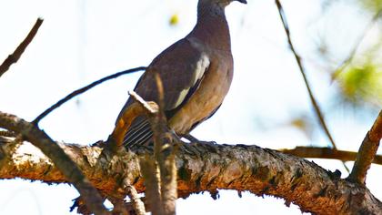 Common Wood Pigeon