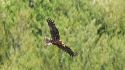 Western Marsh Harrier