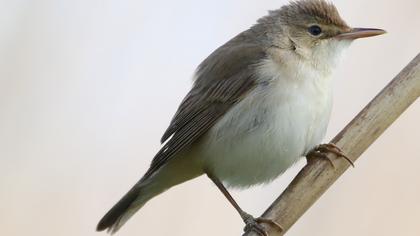 Eastern Olivaceous Warbler