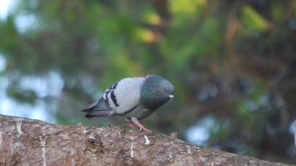 Rock Dove