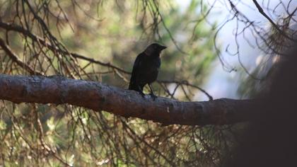 Western Jackdaw