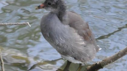 Common Moorhen