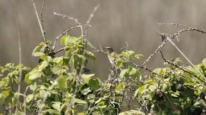 Sedge Warbler