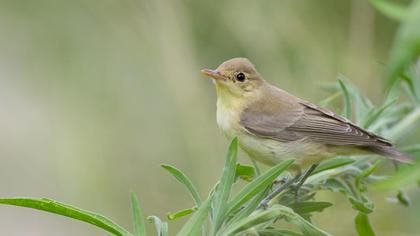 Icterine Warbler