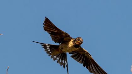 Barn Swallow