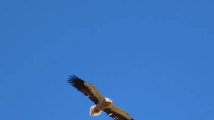 Egyptian Vulture