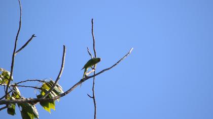 Rose-ringed Parakeet