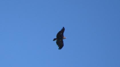 Cinereous Vulture