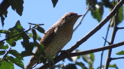 Eurasian Wryneck