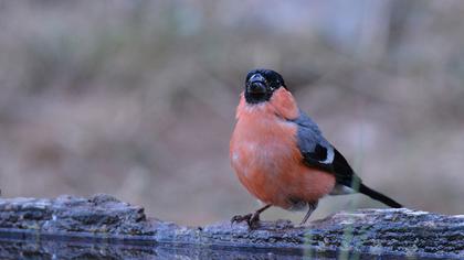 Eurasian Bullfinch