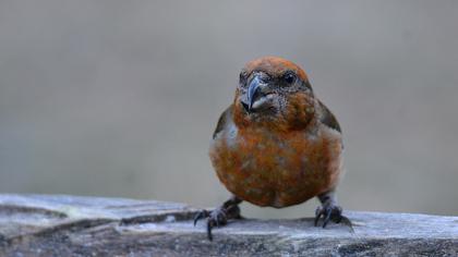 Red Crossbill