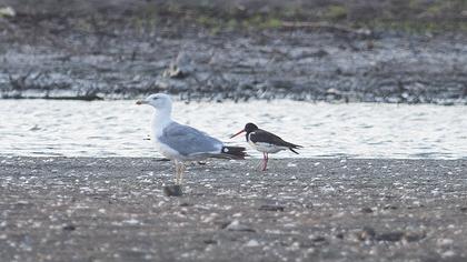 Eurasian Oystercatcher