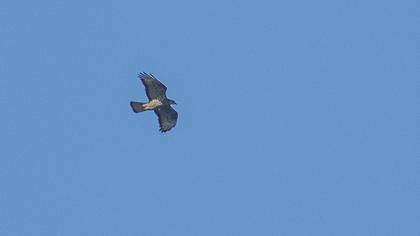 European Honey Buzzard