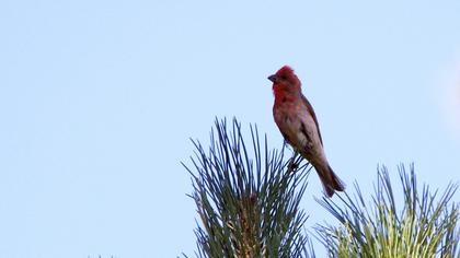 Common Rosefinch