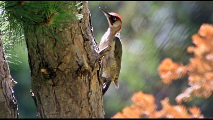 European Green Woodpecker