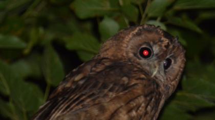 Tawny Owl
