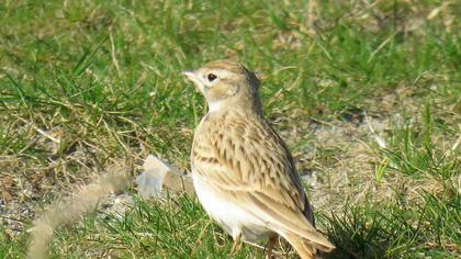 Greater Short-toed Lark