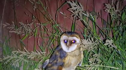 Western Barn Owl