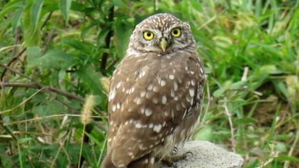 Little Owl