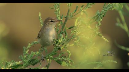 Booted Warbler